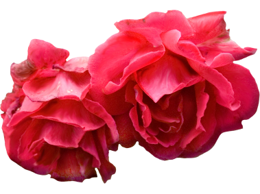 Red Roses