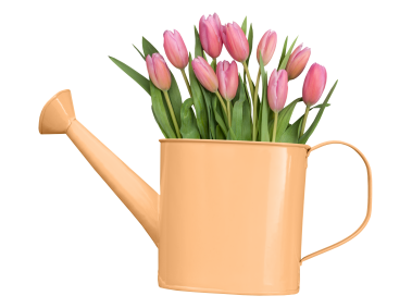 Watering Bucket and Tulips