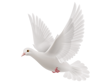 White Dove