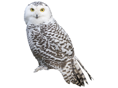 White Owl