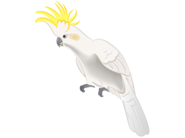 White Parrot