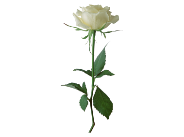 White Rose
