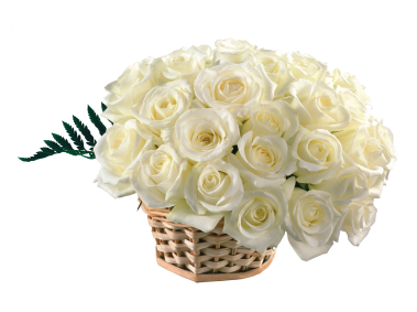 White Rose