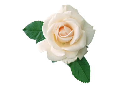 White Rose