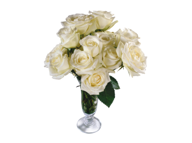 White Rose