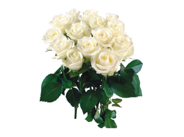 White Rose