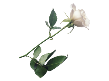 White Rose