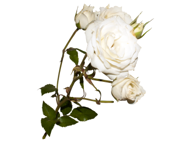 White Rose