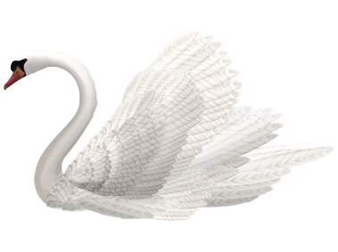 White Swan