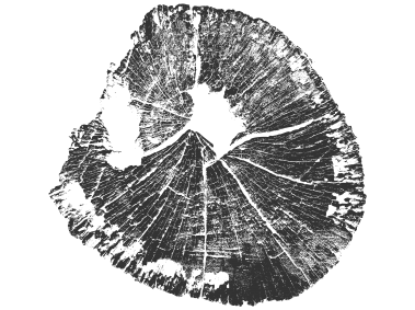Wood Tree Stumps Pattern