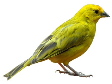Yellow Bird