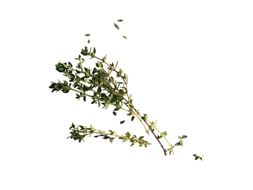Thyme
