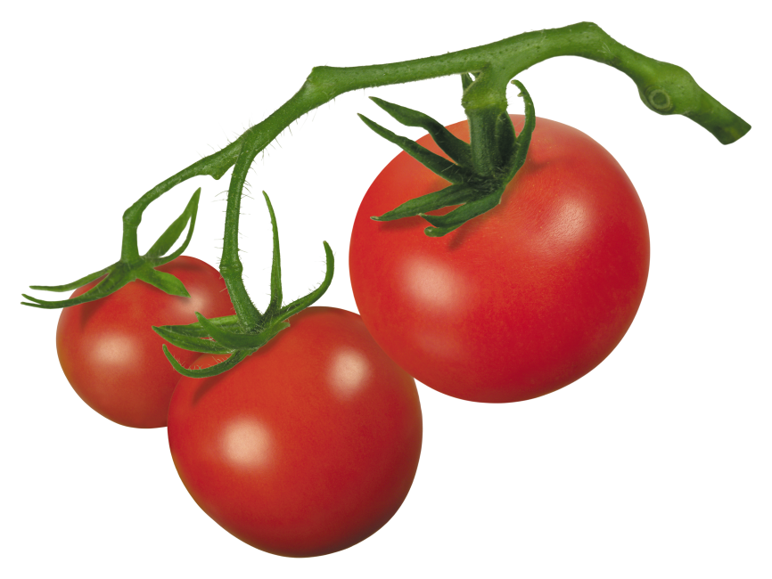 Tomato