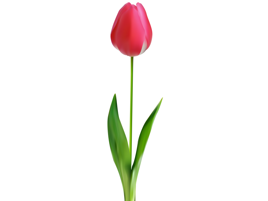 Tulip