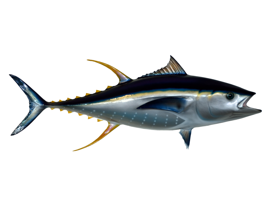 Tuna Fish