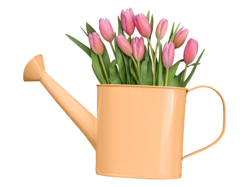 Watering Bucket and Tulips