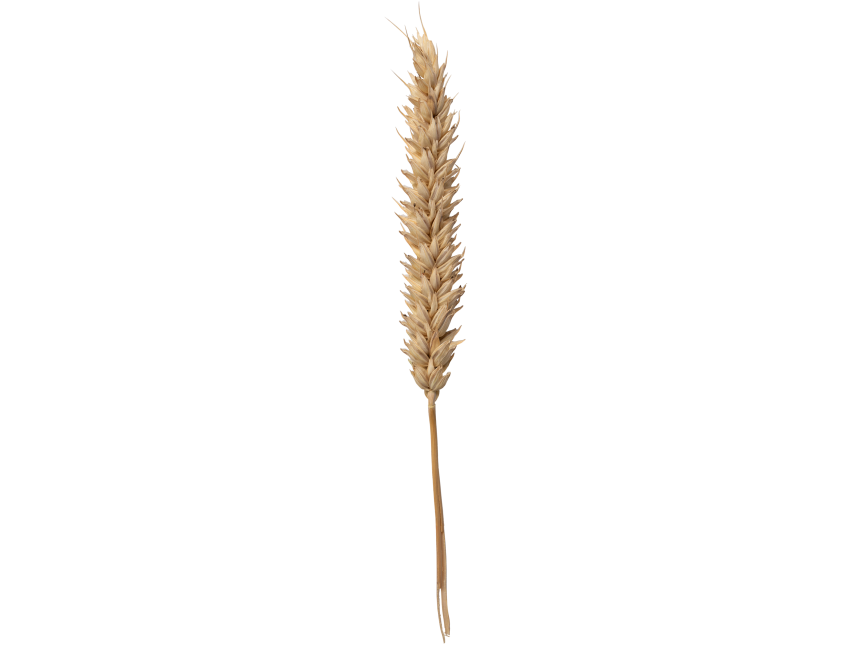 Wheat
