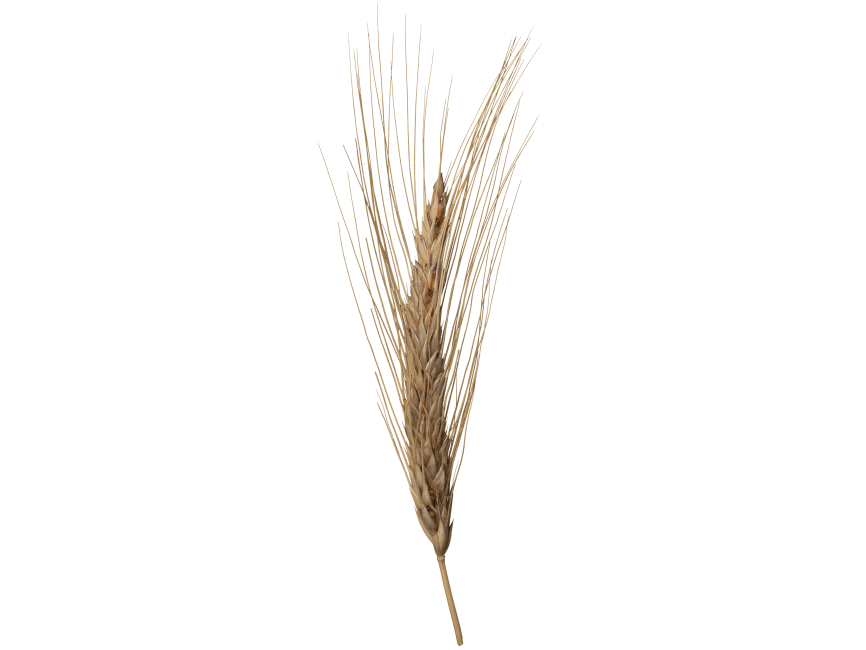 Wheat Head