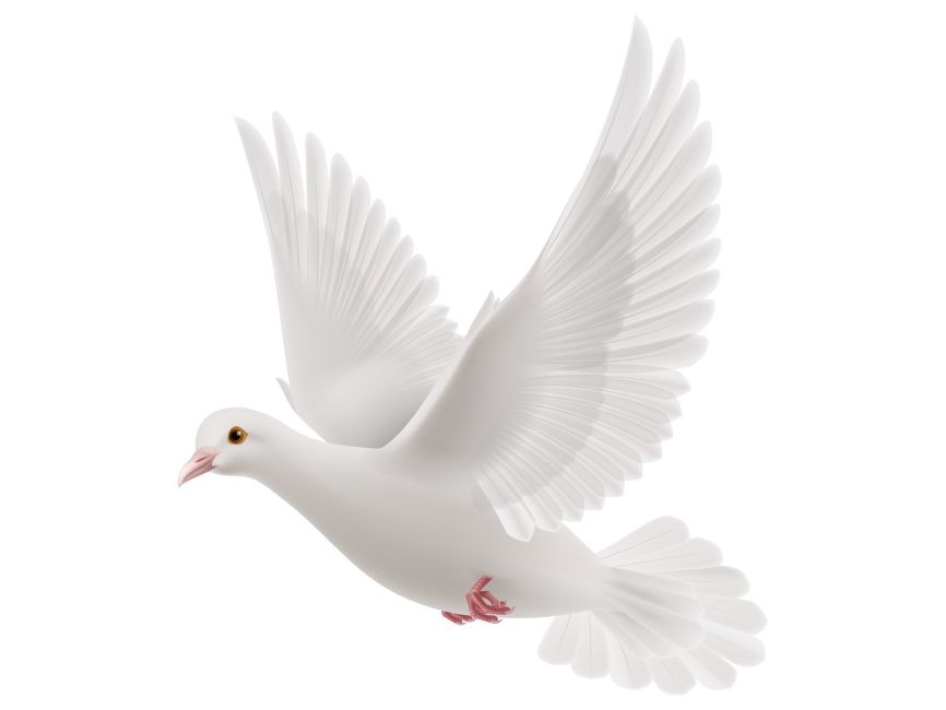 White Dove