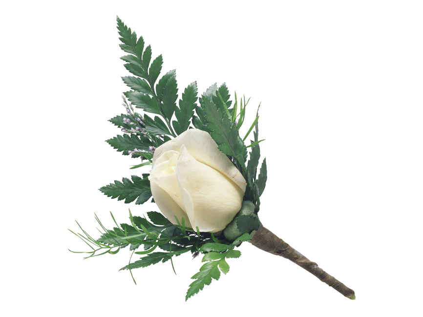 White Rose