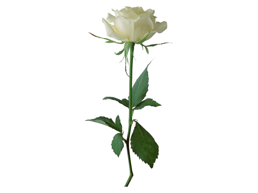 White Rose
