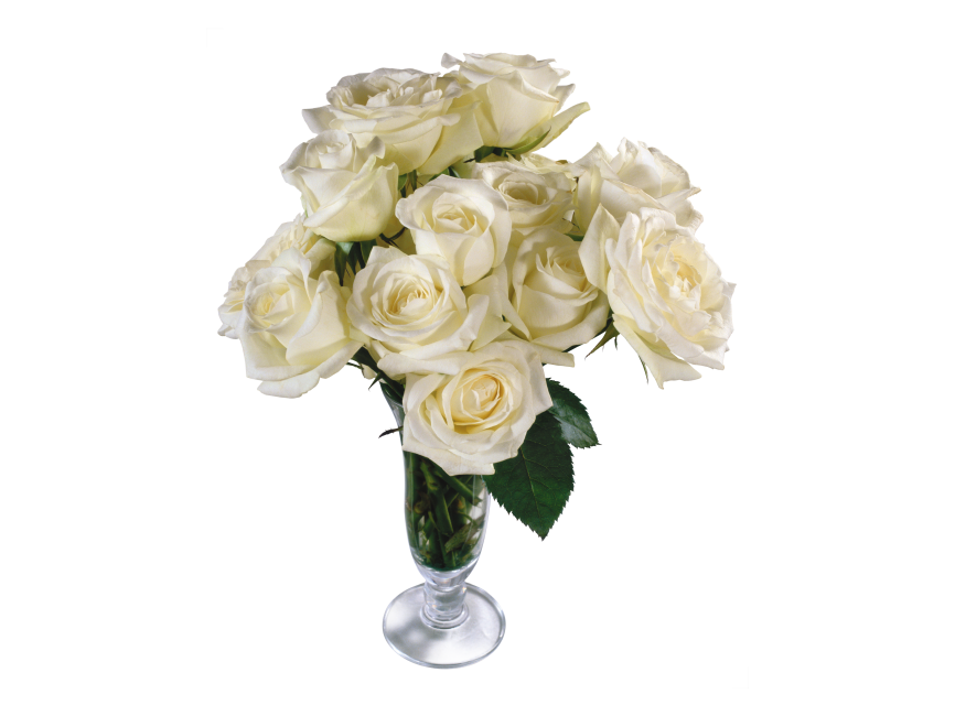 White Rose
