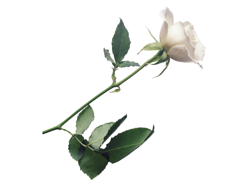White Rose