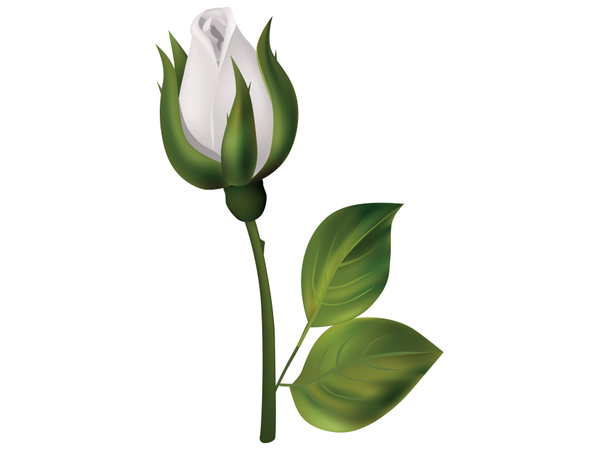White Rose Bud