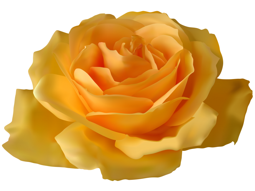 Yellow Rose