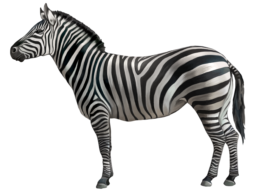 Zebra